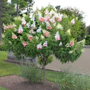 Main1-CFD13114 Hydrangea Tree Pinky Winky